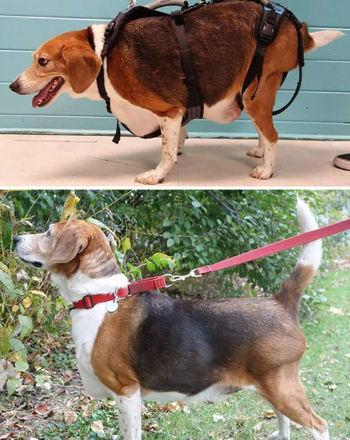 Obeziteye yakalanan köpeklerin son halleri inanılmaz