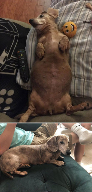 Obeziteye yakalanan köpeklerin son halleri inanılmaz