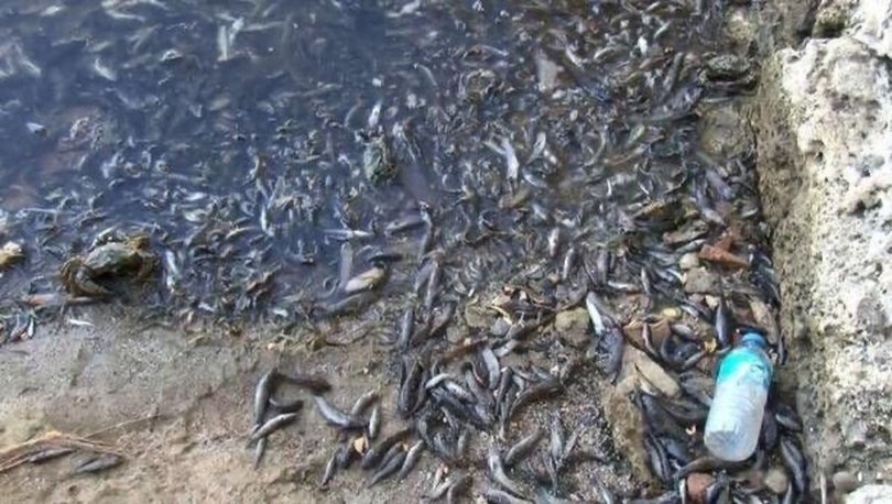 Küçükçekmece Gölü'ndeki balık ölümleriyle ilgili inceleme başlatıldı
