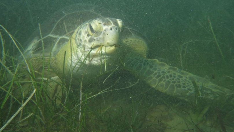 Kuşadası'nda 2 yeşil deniz kaplumbağası kıyıya vurdu