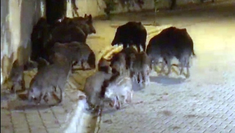 marmaris'te görülen domuz sürüleri