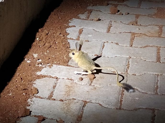 Adıyaman'da kanguru faresi görüldü