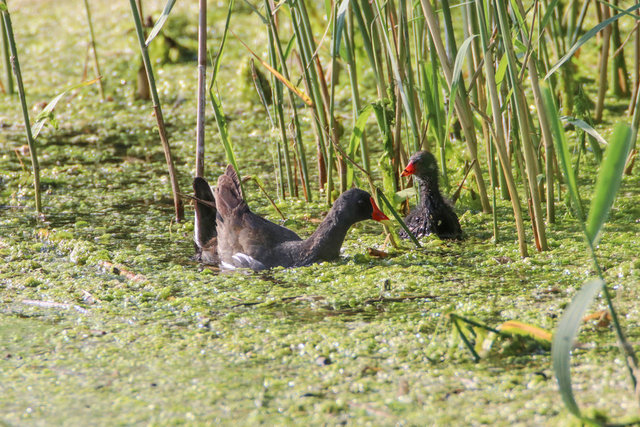Doğu'nun kuş cenneti Iğdır