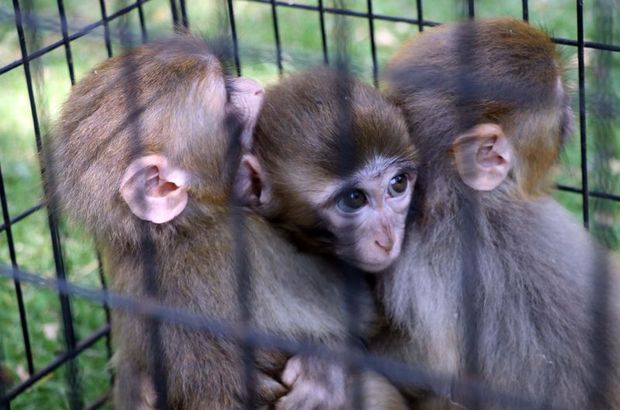 Down sendromlu yavru maymun, kardeşlerinden ayrılamıyor