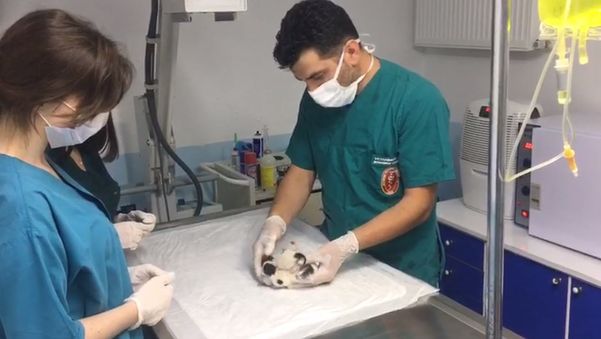Yapışık dördüz kediler, operasyonla birbirinden ayrıldı