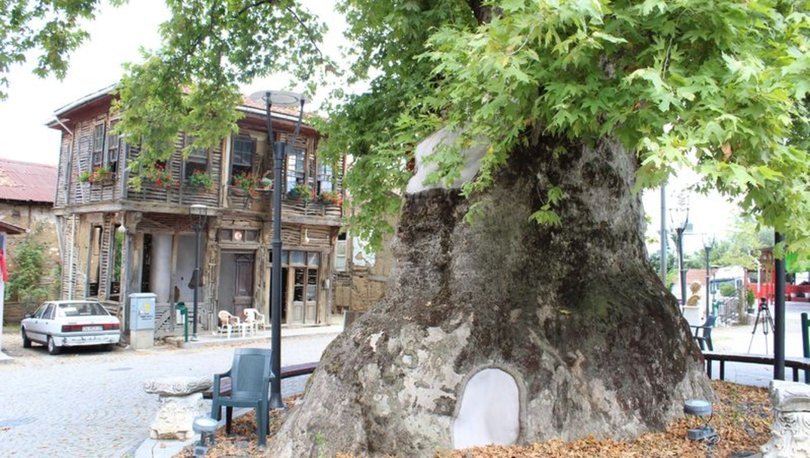 1200 yıllık anıt çınar ağacının altında serinliyorlar