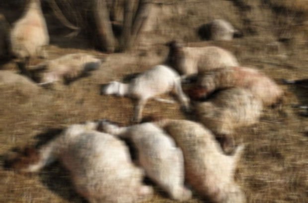 Antalya'da yıldırım koyunlara isabet etti
