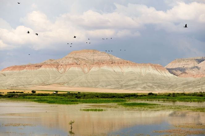 arizona degil ankara