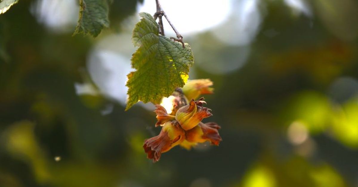 boz antep fistigi hasadi basladi