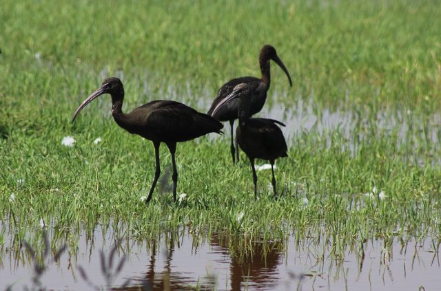 Suruç Ovası farklı kuş türlerine ev sahipliği yapıyor