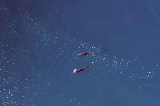 Yunusların 'nadir anları' drone ile görüntülendi