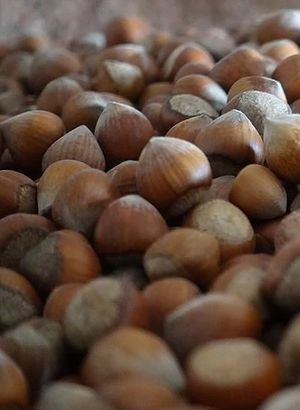 126 ülkeye 343 bin 561 ton iç fındık ihraç edildi