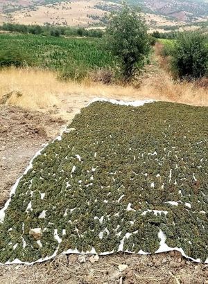 Diyarbakır’da uyuşturucu operasyonu!