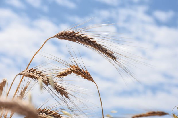 Buğday ve arpa fiyatları belirlendi