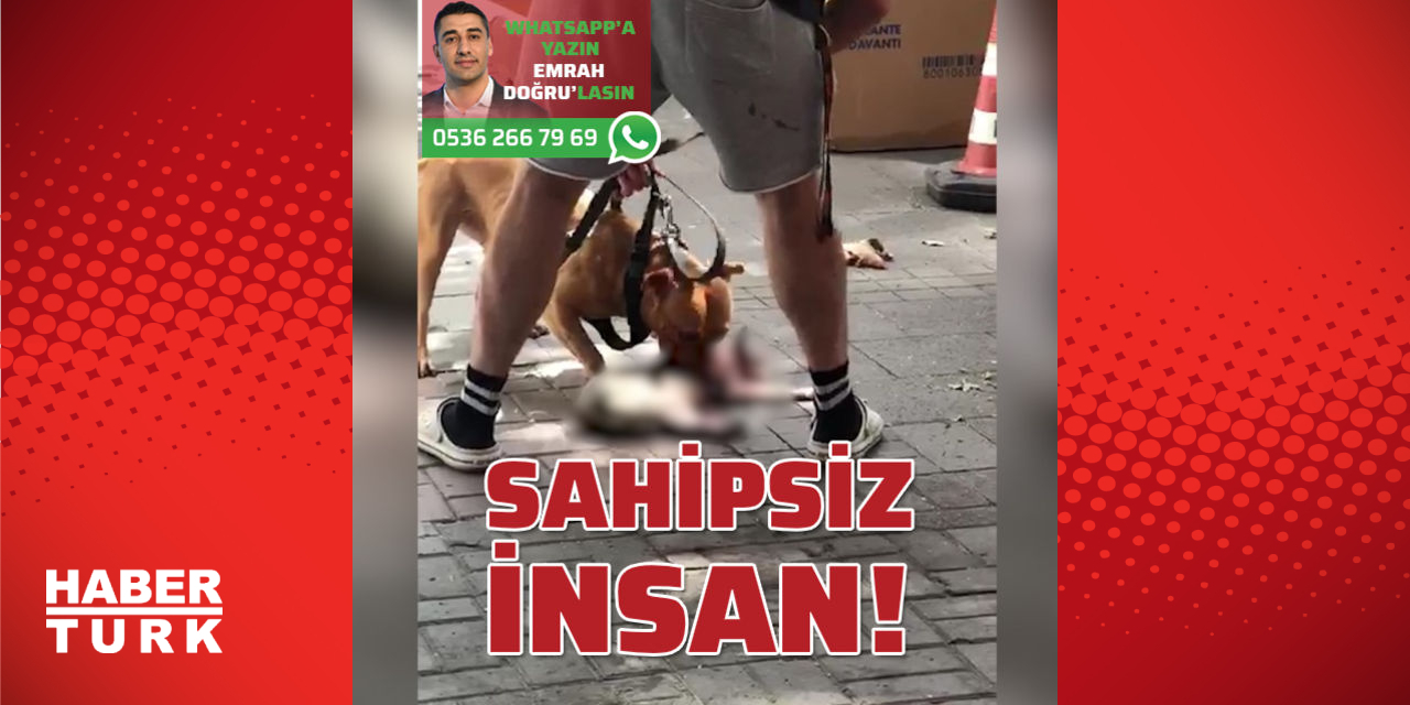 besiktas ta pitbull cinsi kopek kediyi parcaladi sahibi mudahale edemedi gundem haberleri
