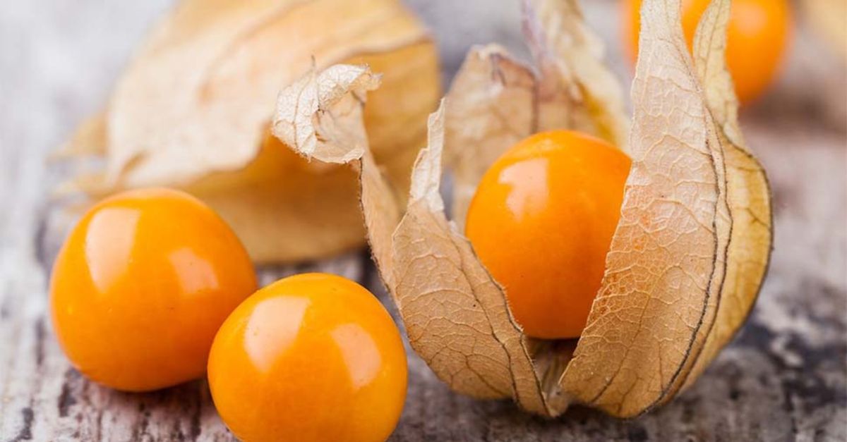 Altın çilek nedir? Altın çileğin faydaları nelerdir?