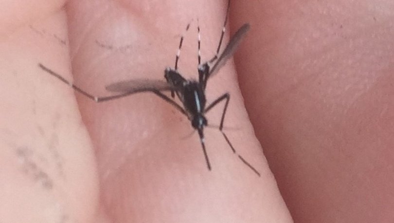 İstanbul’da Asya Kaplan Sivrisineği paniği!