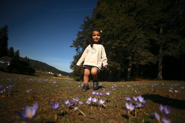 Batı Karadeniz yaylalarında açan çiğdemler görenleri büyülüyor Yaşam
