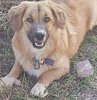 Bursa’da tavuklarının kümesinden yumurtaları çalınan adam, yumurtaları çalan yavru köpeği pompalı tüfekle vurarak öldürdü. Köpeğin sahibi genç çocuk ise gözyaşlarına hakim olamadı. Köpeğin sahibi Necati Gökgöz, "Bu komşuluğa sığar mı? Yapılacak bir iş mi? İnsanlığa, vicdana sığar mı? Ağzı yok, dili söylemez. Böyle vicdansızlık olur mu" diye konuştu