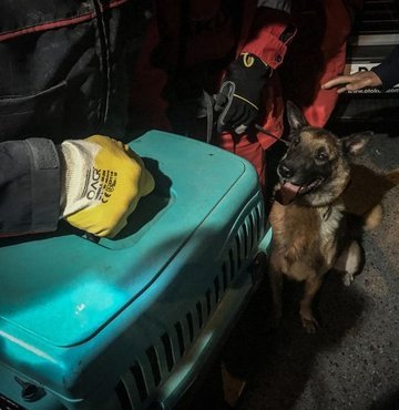 Uyuşturucu tespiti başta olmak üzere bomba tespiti, kaçakçılık, koruma ve devriye hizmeti, iz takibi görevlerinin yanısıra arama kurtarma çalışmalarında da büyük yararlılıklar gösteren polis köpeği ya da diğer adıyla K-9 köpeği İzmir depreminin ardından arama kurtarma ekiplerinin işini kolaylaştırıyor. Bayraklı