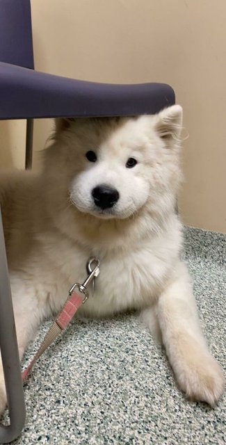 Arilar Tarafindan Sokulan Kopekler Fenomen Oldu Yasam Guncel Haberler Arilar Tarafindan Sokulan Kopekler Fenomen Oldu Yasam Guncel Haberler