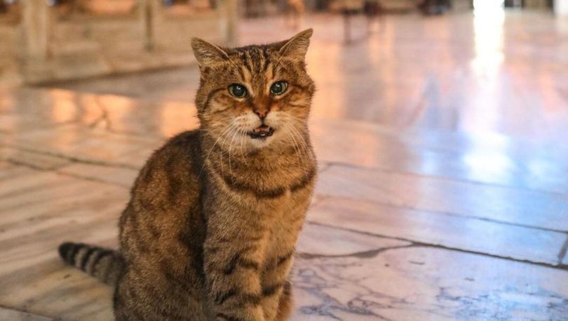 Ayasofya'nın sembol kedisi haline gelen Gli yaşlılığa bağlı olarak hayatını kaybetti