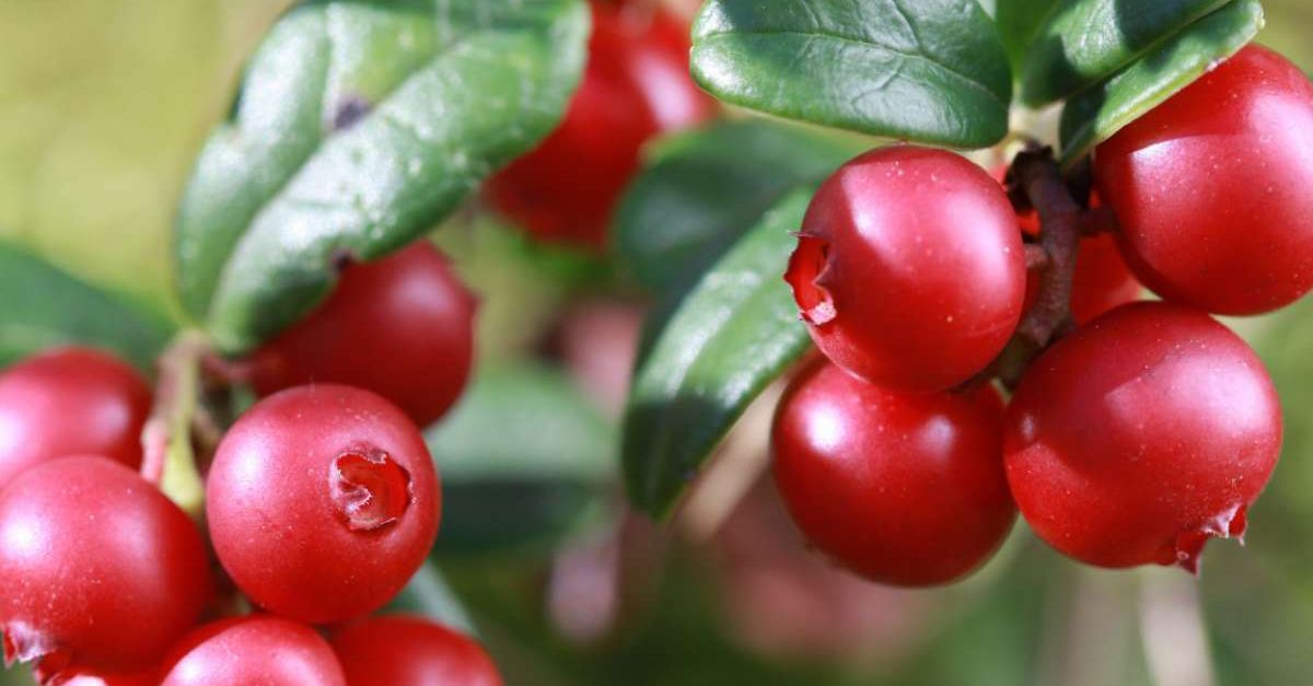 cranberry turna yemisi nedir