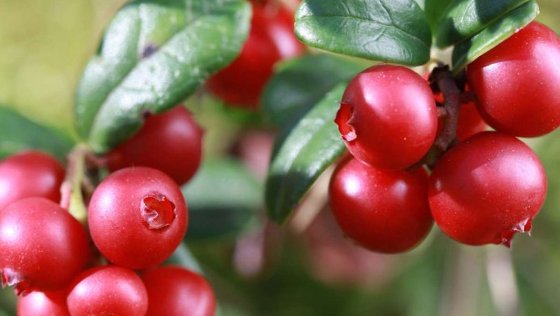 cranberry turna yemisi nedir