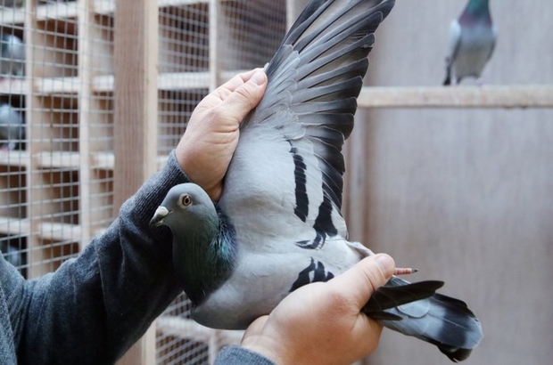 Belçikalı posta güvercini açık artırmada 1,6 milyon euroya satıldı