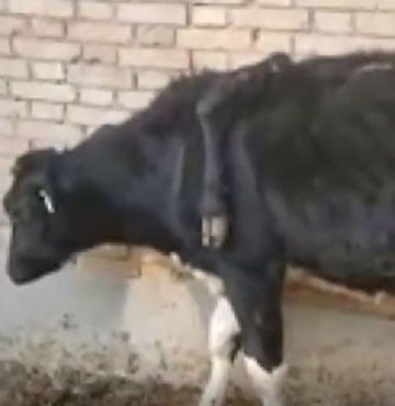 5 bacaklı inek görenleri şaşırttı
