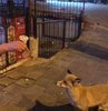 Şehre inen tilkiye köfte ikramı