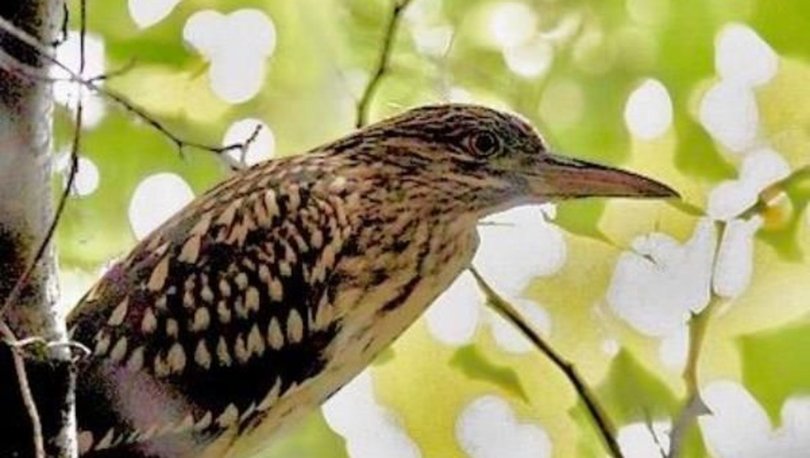 Hersek Lagünü'nde kuş türü sayısı 230'a yükseldi