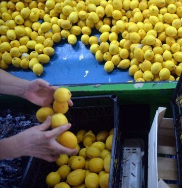 Limon ihracatı 82 milyon doları aştı