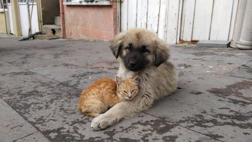 Yavru köpek ve kedinin sevimli dostluğu