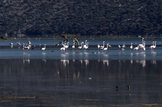 Kuş cenneti Bafa Gölü doğa tutkunlarını cezbediyor