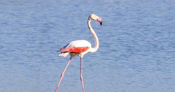 buyuk flamingo agri dagi milli parki nda beslenirken goruntulendi