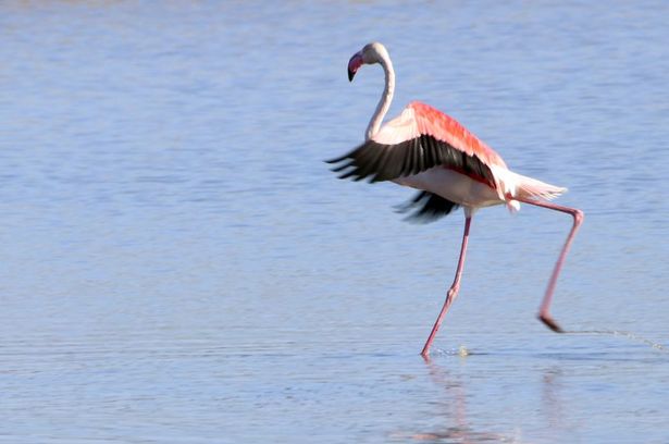 buyuk flamingo agri dagi milli parki nda beslenirken goruntulendi