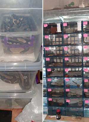 Piton ve tarantula beslenen eve baskın