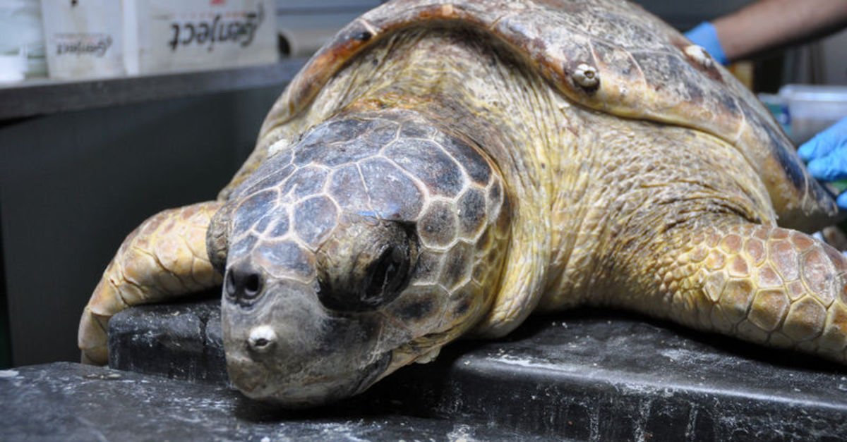 Koronavirus Sessizligi Caretta Carettalara Yaradi