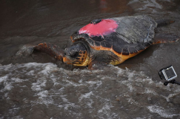 Koronavirus Sessizligi Caretta Carettalara Yaradi