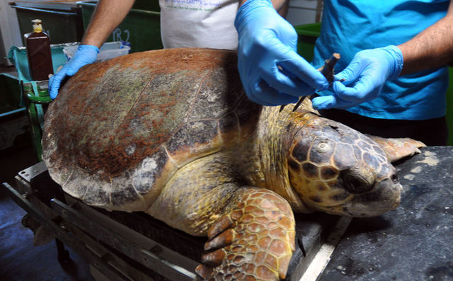 Koronavirus Sessizligi Caretta Carettalara Yaradi