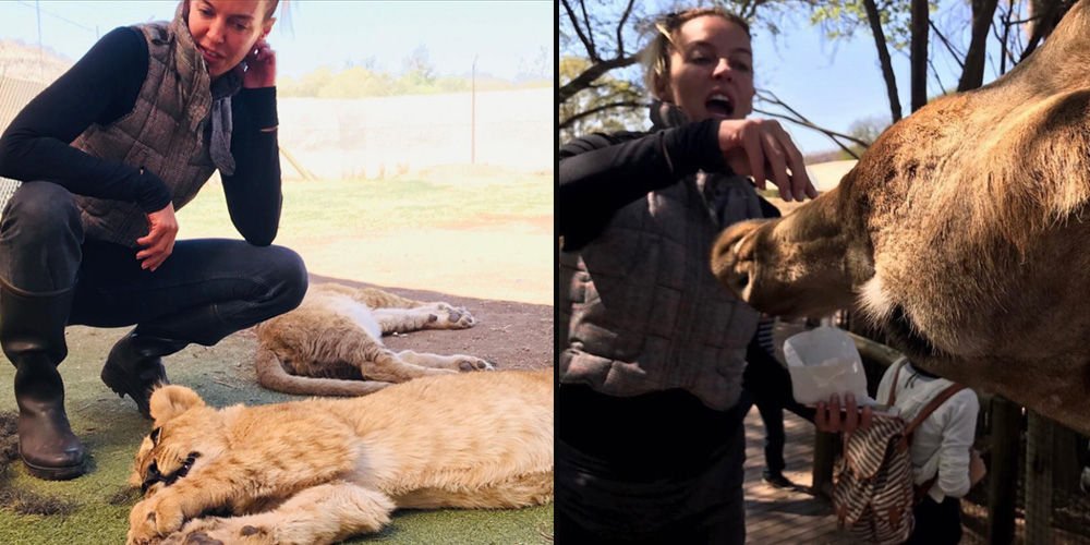 Koçibey'in safari turu...