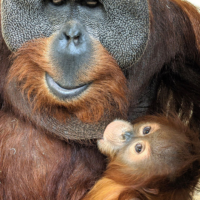 Erkek orangutan yavrusuna annelik yapmaya başladı