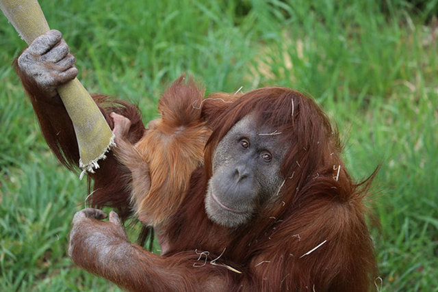 Erkek orangutan yavrusuna annelik yapmaya başladı