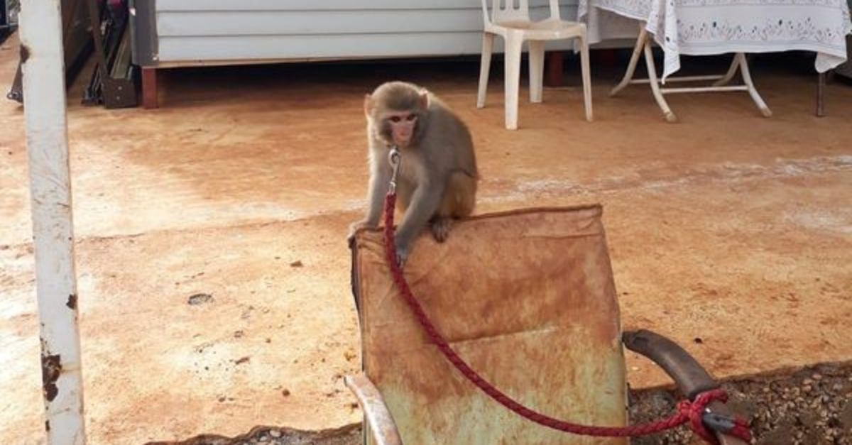 evinde maymun ve keklik besleyen kisiye 2 bin 763 lira para cezasi kesildi gundem haberleri evinde maymun ve keklik besleyen kisiye 2 bin 763 lira para cezasi kesildi gundem haberleri