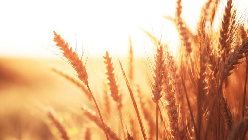 TMO'dan 'buğday' açıklaması
