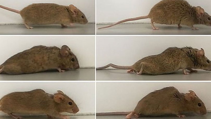 Almanya’da farelerde yapılan çalışma, felç tedavisinde umut oldu - Haberler