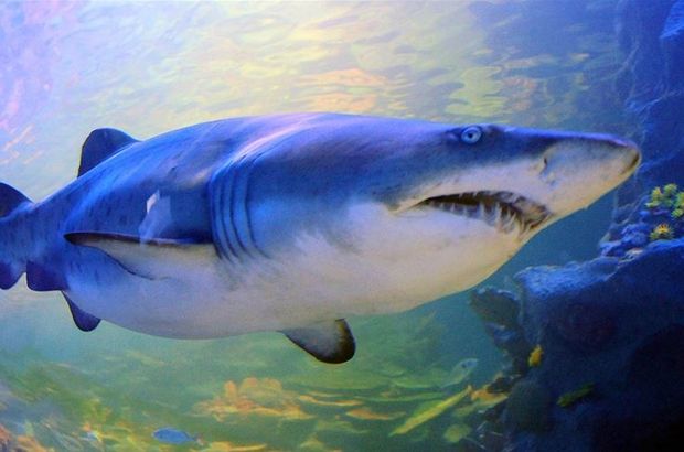 Okyanuslardaki köpek balığı popülasyonu 50 yılda yüzde 71 azaldı
