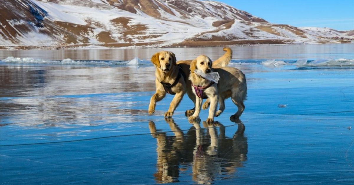 Balık Gölü'nde oynayan köpekler gülümsetti