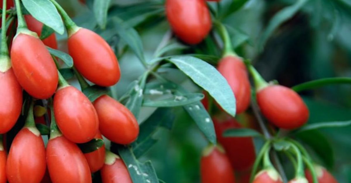 goji berry mucizevi faydalari goji